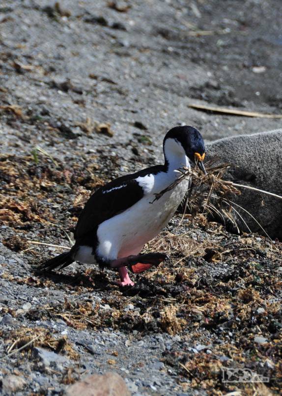 Um prion coleta material para fazer o seu ninho em Ocean Harbour, na Geórgia do Sul